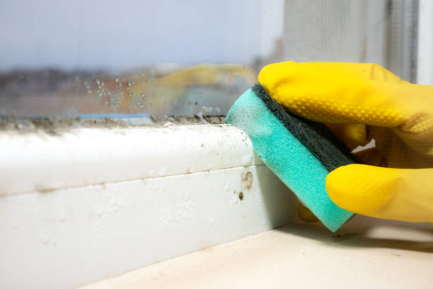 Best Attic Mold Remediation in Weldon, CA